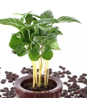 Kaffee selbst anbauen - So gelingt die Aufzucht einer eigenen Kaffeepflanze